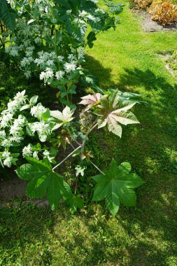 Temmuz 'da Euphorbia marginata beyaz-yeşil çiçeklerle çiçek açar. Euphorbia marginata, dağdaki kar, çayırdaki duman, çeşitli spagetti ya da beyazımsı spurge, spurge familyasının küçük bir senesidir. Potsdam, Almanya