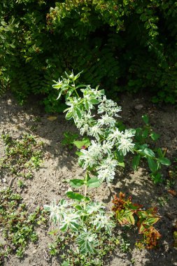 Temmuz 'da Euphorbia marginata beyaz-yeşil çiçeklerle çiçek açar. Euphorbia marginata, dağdaki kar, çayırdaki duman, çeşitli spagetti ya da beyazımsı spurge, spurge familyasının küçük bir senesidir. Potsdam, Almanya