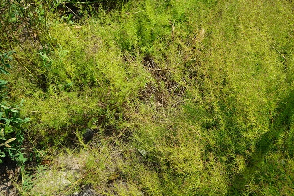 Asperula purpurea temmuzda büyür. Asperula purpurea, Rubiaceae familyasından bir bitki türü. Potsdam, Almanya 