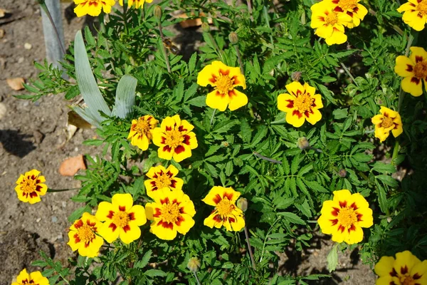 Tagetes Patula Marietta Flowers Bloom July Tagetes Marigolds Genus Annual — Stock Photo, Image