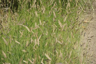 Bouteloua gracilis otları temmuzda çiçek açar. Bouteloua gracilis, mavi grama, uzun ömürlü, sıcak mevsimli, uzun ömürlü bir ottur. Potsdam, Almanya 