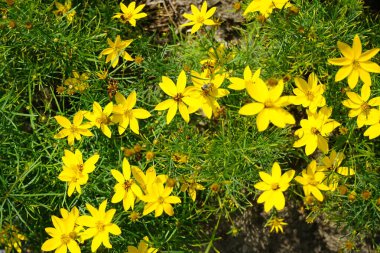 Bir Avrupa bal arısı Temmuz ayında sarı bir Coreopsis verticillata çiçeğinden nektar toplar. Batı bal arısı, Avrupa bal arısı, Apis mellifera bir haşerat böceği. Potsdam, Almanya