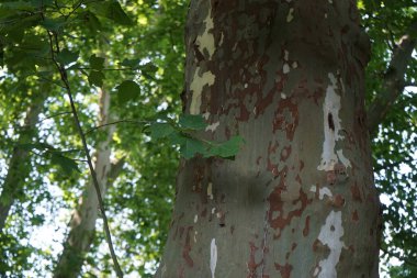 Platanus Hispanica temmuzda parkta yetişir. Platanus acerifolia, Platanus hispanica, melez düzlemi, Londra düzlemi veya Londra gökkuşağı, Platanus cinsinde bir ağaçtır. Potsdam, Almanya 