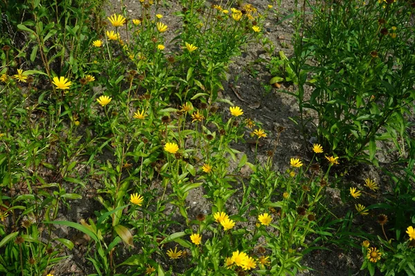 Buphthalmum Salicifolium Virágzik Sárga Virágok Júliusban Buphthalmum Salicifolium Ökörszem Egy — Stock Fotó