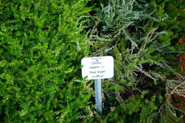 Calluna vulgaris \'Silver Knight\'  blooms in July. Calluna vulgaris, common heather, ling, or simply heather, is the sole species in the genus Calluna in the flowering plant family Ericaceae. Potsdam, Germany