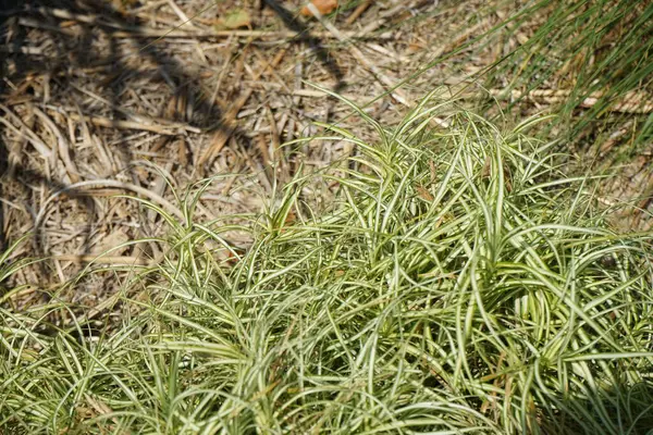 Carex Muskingumensis Bicolor Fountain Wächst Juli Carex Muskingumensis Muskingum Sedge — Stockfoto