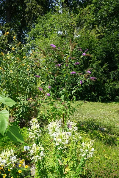 七月份 白色的紫红色和紫色的大丽花盛开 尖头螺旋体 Cleome Spinosa 被称为刺尖头螺旋体花 Spiderflower 是一种开花植物 德国波茨坦 — 图库照片