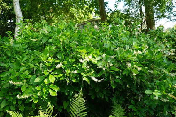Clethra Alnifolia Fiorisce Con Fiori Bianchi Luglio Clethra Alnifolia Clethra — Foto Stock