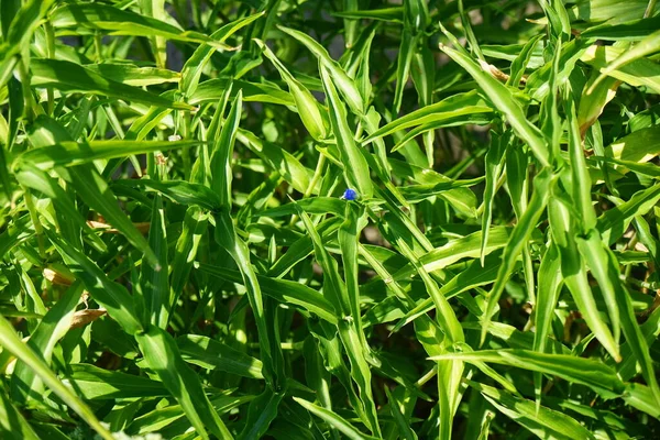 Cobra Azul Escura Em Um Galho Com Folhas Crescendo Ao Fundo