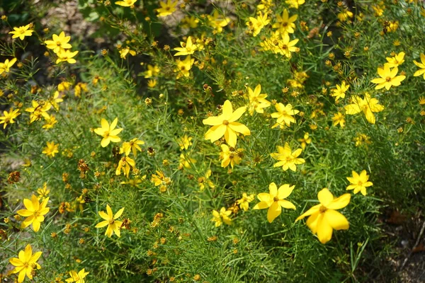 Coreopsis Verticillata Blooms Yellow Flowers July Coreopsis Verticillata Whorled Tickseed — Stock Photo, Image
