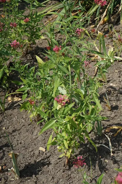 Centranthus Ruber Floresce Com Flores Rosa Vermelhas Julho Centranthus Ruber — Fotografia de Stock