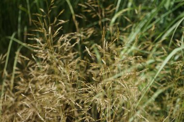 Deschampsia cespitosa otları temmuzda yetişir. Deschampsia cespitosa, Poaceae familyasından uzun ömürlü bir bitki türü. Potsdam, Almanya 