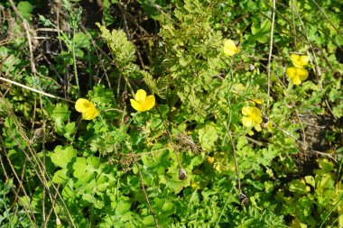 Dicranostigma franchetianum Temmuz ayında sarı çiçeklerle açar. Dicranostigma, papaveraceae familyasından bir gelincik cinsidir. Potsdam, Almanya 