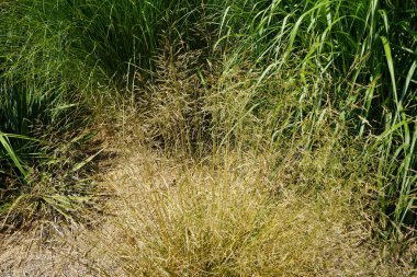Deschampsia cespitosa otları temmuzda yetişir. Deschampsia cespitosa, Poaceae familyasından uzun ömürlü bir bitki türü. Potsdam, Almanya 