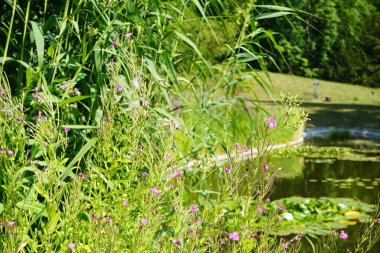 Epilobium hirsutum Temmuz ayında göletin yanında pembe çiçeklerle çiçek açar. Epilobium hirsutum, Onagraceae familyasına ait bir bitki türü. Potsdam, Almanya 