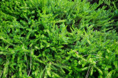 Erica Herbacea 'Kar Kraliçesi' Temmuz 'da beyaz çiçeklerle çiçek açar. Erica carnea, Erica herbacea, Ericaceae familyasından bir çicek türü. Potsdam, Almanya 