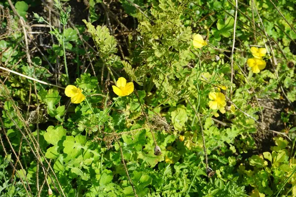 Dicranostigma Franchetianum Temmuz Ayında Sarı Çiçeklerle Açar Dicranostigma Papaveraceae Familyasından — Stok fotoğraf