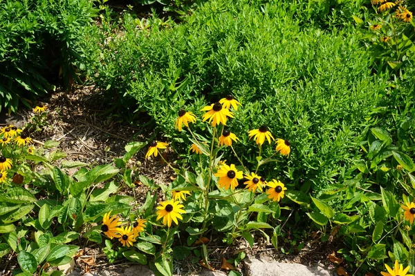 Rudbeckia fulgida var. Sullivantii 'Goldsturm' temmuzda sarı çiçeklerle çiçek açar. Rudbeckia fulgida, Asteraceae familyasından bir bitki türüdür. Potsdam, Almanya