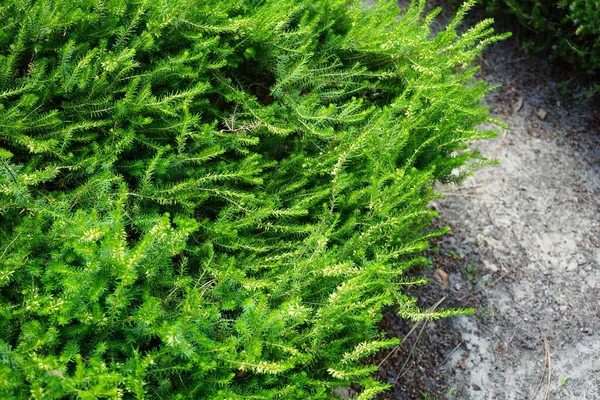 Erica Herbacea 'Kar Kraliçesi' Temmuz 'da beyaz çiçeklerle çiçek açar. Erica carnea, Erica herbacea, Ericaceae familyasından bir çicek türü. Potsdam, Almanya 