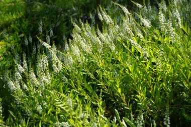 Lysimachia klethroides temmuzda beyaz çiçeklerle çiçek açar. Lysimachia clethroides, Kaz Boynu gevşeticisi (