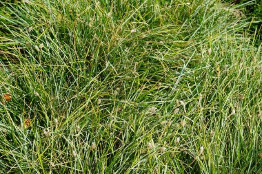 Sesleria Nitida temmuzda büyür. Sesleria, Poaceae familyasından bir bitki cinsidir. Potsdam, Almanya