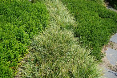 Sesleria Nitida temmuzda büyür. Sesleria, Poaceae familyasından bir bitki cinsidir. Potsdam, Almanya