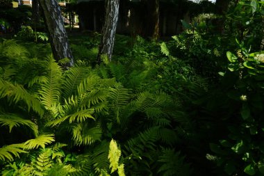 Dryopteris dilatata temmuzda büyür. Dryopteris dilatata, Dryopteridaceae familyasından bir yaprak döken veya yarı yeşil eğreltiotu türüdür. Potsdam, Almanya 