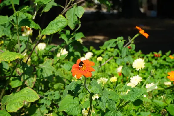 Шмель Bombus Terrestris Сидит Оранжево Красном Цветке Tithonia Rotundifolia Июле — стоковое фото