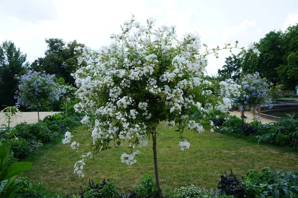 Plumbago Auriculata Ağacı Temmuzda Çiçek Açar Plumbago Auriculata Plumbaginaceae Familyasından — Stok fotoğraf