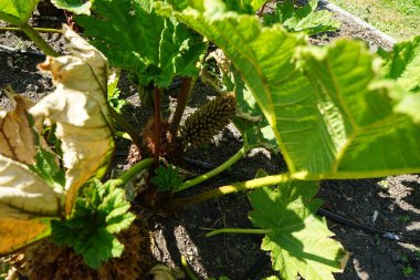 Gunnera manicata temmuzda yetişir. Gunnera manicata, Gunneraceae familyasından bir manikür türüdür. Potsdam, Almanya  