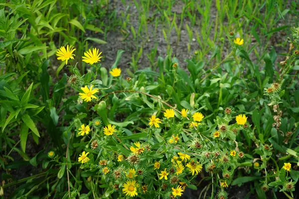 Grindelia Robusta Kwitnie Żółtymi Kwiatami Lipcu Grindelia Robusta Gatunek Rośliny — Zdjęcie stockowe