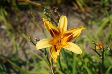 Hemerocallis x hybrida 'Arthur Vincent' Temmuz 'da yetişiyor. Zambak, Hemerocallis familyasından Asphodelaceae familyasına ait bir çiçek bitkisidir. Potsdam, Almanya 
