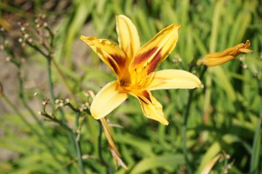 Hemerocallis x hybrida 'Arthur Vincent' Temmuz 'da yetişiyor. Zambak, Hemerocallis familyasından Asphodelaceae familyasına ait bir çiçek bitkisidir. Potsdam, Almanya 