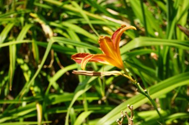 Hemerocallis x hybr. 'Stern von Rio' temmuzda büyür. Zambak, Hemerocallis familyasından Asphodelaceae familyasına ait bir çiçek bitkisidir. Potsdam, Almanya