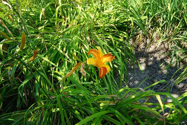 Hemerocallis x cultorum 'Frans Hals' Temmuz 'da çiçek açar. Zambak, Hemerocallis familyasından Asphodelaceae familyasına ait bir çiçek bitkisidir. Potsdam, Almanya 