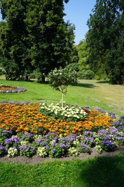 Tagetes patula, Tagetes erecta, Ageratum houstonianum ve diğer bitkiler Marlygarten, Sanssouci Park, Potsdam, Almanya. 