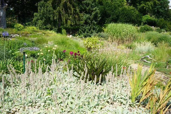 Magníficas Plantas Crecen Parque Sanssouci Sanssouci Park Gran Parque Que — Foto de Stock