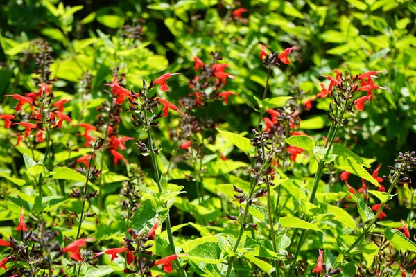 Salvia Coccinea Floresce Com Flores Vermelhas Julho Salvia Coccinea Uma — Fotografia de Stock