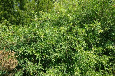 Euonymus europaeus temmuzda büyür. Euonymus europaeus, Çelikgiller (Celastraceae) familyasından bir bitki türü. Potsdam, Almanya