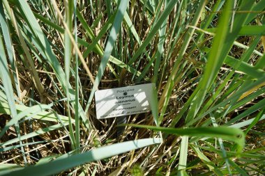 Leymus arenarius otları temmuzda yetişir. Leymus arenarius, Poaceae familyasına ait bir çim türüdür. Potsdam, Almanya 