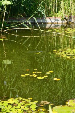 Temmuz ayında Sanssouci Parkı 'ndaki Cennet bahçesinde bir yeşil kurbağa nilüfer havuzunda yüzer. Yenilebilir kurbağa, yaygın su kurbağası veya yeşil kurbağa, Avrupa 'da yaygın olarak görülen bir kurbağa türüdür. Potsdam, Almanya 