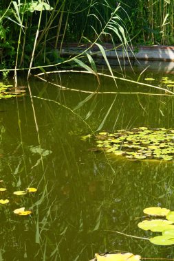Temmuz ayında Sanssouci Parkı 'ndaki Cennet bahçesinde bir yeşil kurbağa nilüfer havuzunda yüzer. Yenilebilir kurbağa, yaygın su kurbağası veya yeşil kurbağa, Avrupa 'da yaygın olarak görülen bir kurbağa türüdür. Potsdam, Almanya 