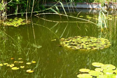 Temmuz ayında Sanssouci Parkı 'ndaki Cennet bahçesinde bir yeşil kurbağa nilüfer havuzunda yüzer. Yenilebilir kurbağa, yaygın su kurbağası veya yeşil kurbağa, Avrupa 'da yaygın olarak görülen bir kurbağa türüdür. Potsdam, Almanya 