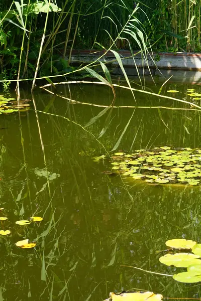 Temmuz ayında Sanssouci Parkı 'ndaki Cennet bahçesinde bir yeşil kurbağa nilüfer havuzunda yüzer. Yenilebilir kurbağa, yaygın su kurbağası veya yeşil kurbağa, Avrupa 'da yaygın olarak görülen bir kurbağa türüdür. Potsdam, Almanya 