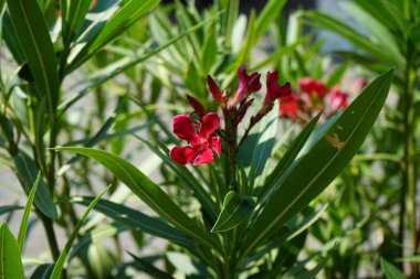Neryum zakkum temmuzda bir tencerede çiçek açar. Neryum zakkum ya da zakkum, dünya çapında ılıman ve astropikal bölgelerde yetiştirilmiş bir çalılıktır. Potsdam, Almanya 