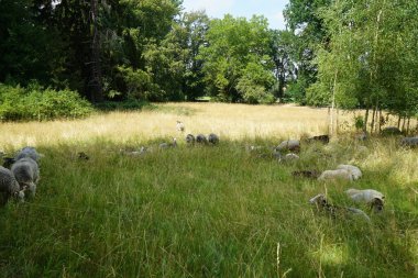 Hayvanların koyunları, Ovis armaları, Park Sanssouci 'deki bir çayırda otlayan hayvanlar. Gute, evcil koyunların landrace bazlı bir türüdür. Potsdam, Almanya 