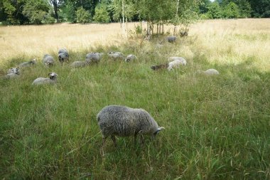 Hayvanların koyunları, Ovis armaları, Park Sanssouci 'deki bir çayırda otlayan hayvanlar. Gute, evcil koyunların landrace bazlı bir türüdür. Potsdam, Almanya 