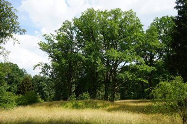 Park Sanssouci 'deki doğal manzara. Sanssouci Parkı 1700 'lerin ortalarında Büyük Frederick' in altında inşa edilen Sanssouci Sarayı 'nı çevreleyen büyük bir parktır. Potsdam, Almanya 