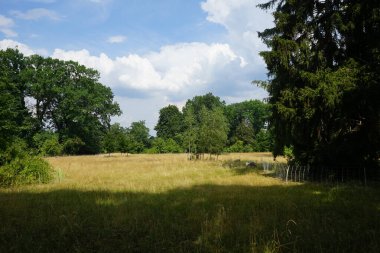 Hayvanların koyunları, Ovis armaları, Park Sanssouci 'deki bir çayırda otlayan hayvanlar. Gute, evcil koyunların landrace bazlı bir türüdür. Potsdam, Almanya 