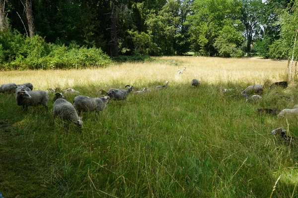 Zwierzęta Gute Owca Ovis Aries Wypas Łące Park Sanssouci Gute — Zdjęcie stockowe